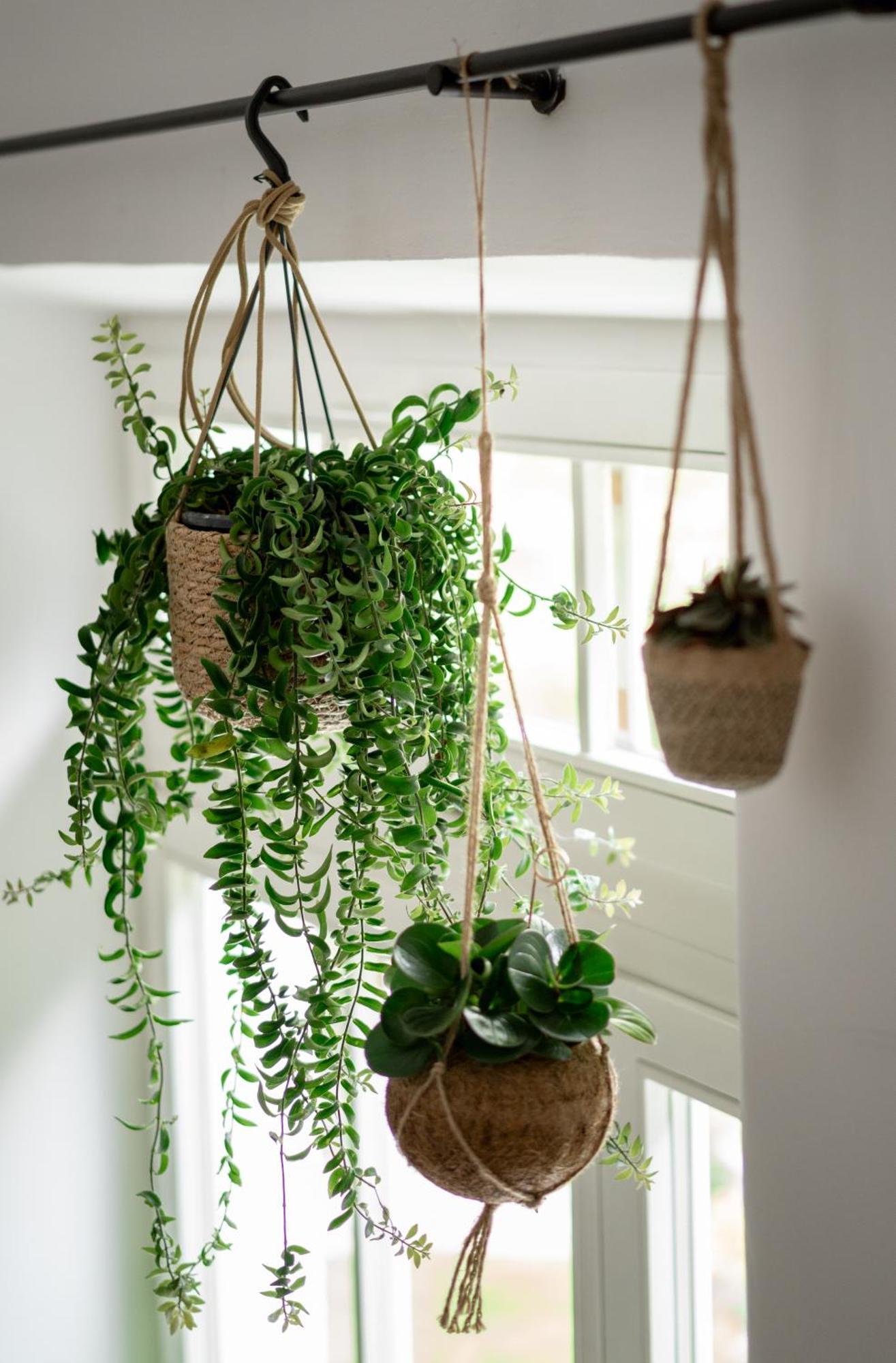 Arcus Garden Khách sạn