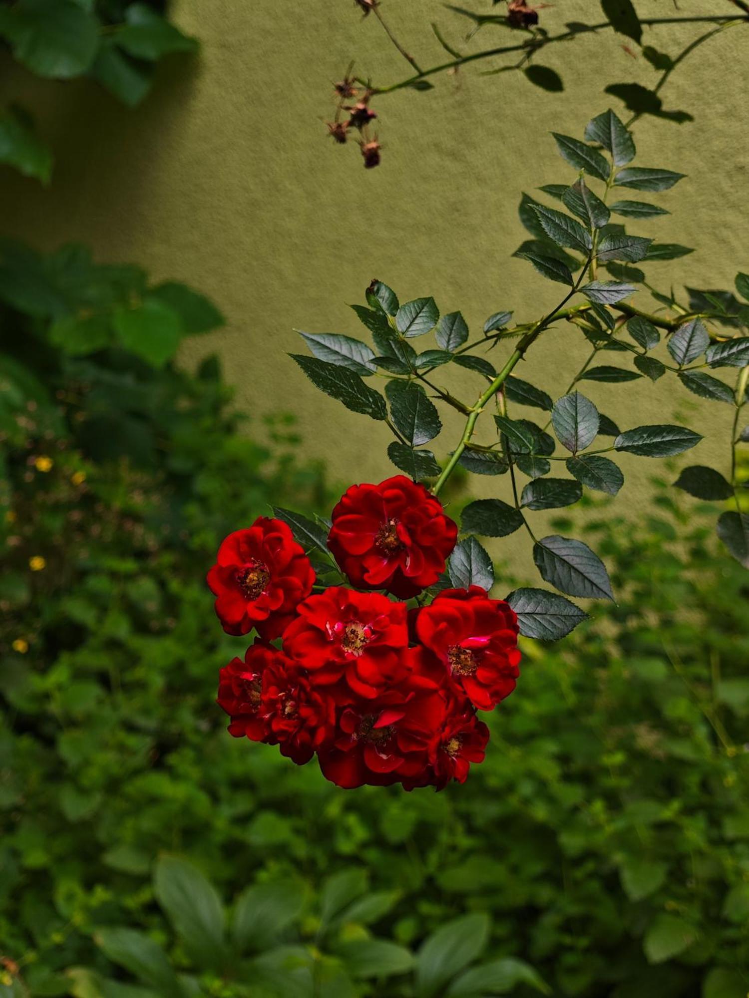 Apartment Vintage With Garden View