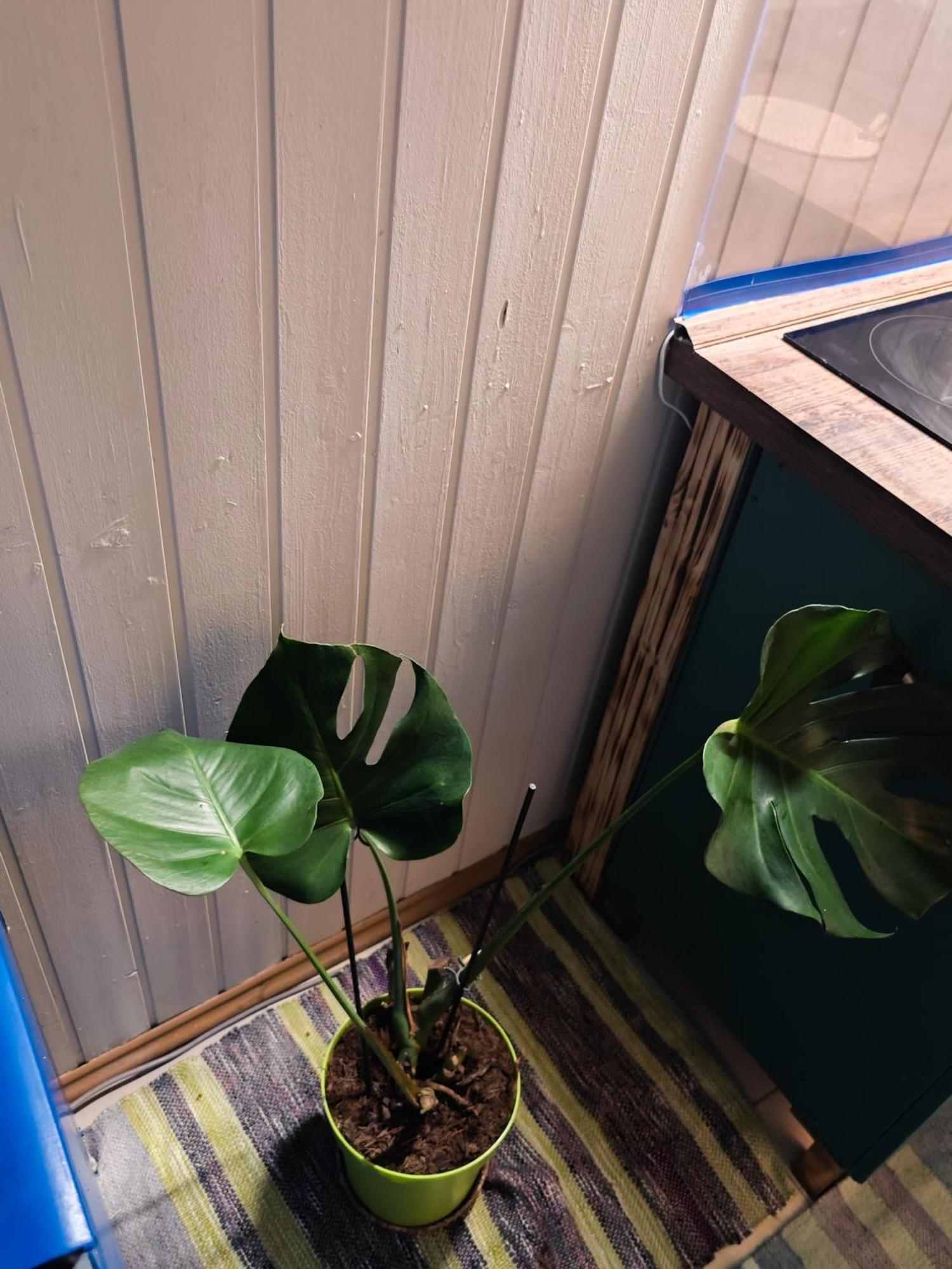 Apartment Vintage With Garden View